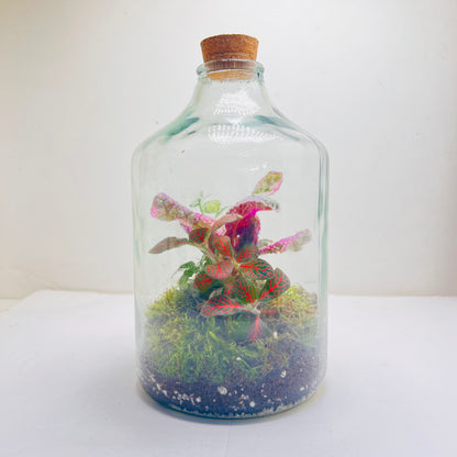 Sealed Bottle Terrarium with Colourfull Plants   Self Sustaining Mini Indoor Garden