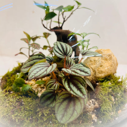 Glass Bowl Terrarium with Peperomia &amp; Bonsai Self-Sustaining Miniature Ecosystem