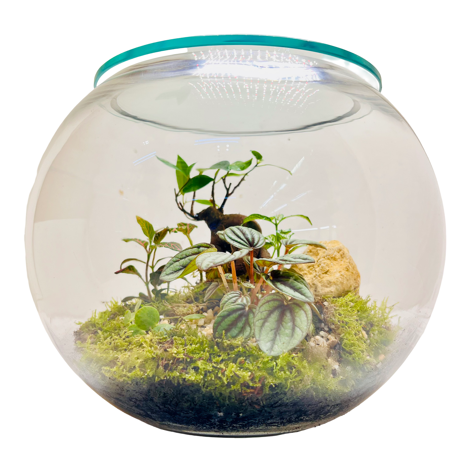 Glass Bowl Terrarium with Peperomia &amp; Bonsai Self-Sustaining Miniature Ecosystem