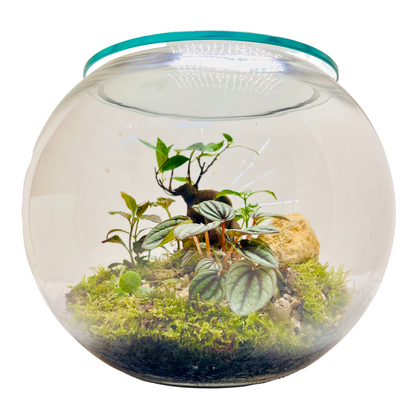 Glass Bowl Terrarium with Peperomia &amp; Bonsai Self-Sustaining Miniature Ecosystem