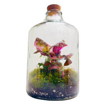 Sealed Bottle Terrarium with Colourfull Plants   Self Sustaining Mini Indoor Garden