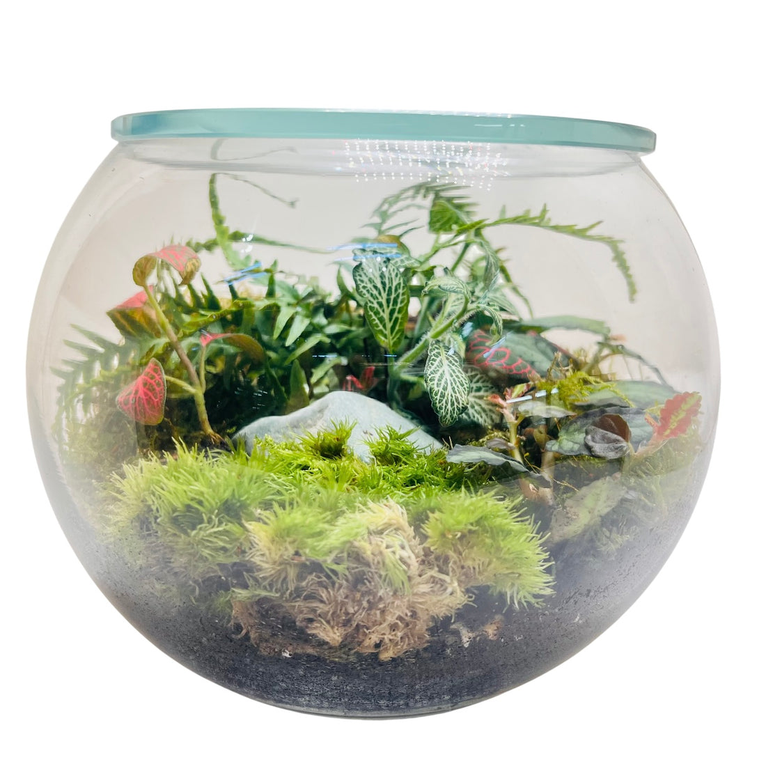 Premium Round Glass Terrarium with Peperomia Moss &amp; Miniature Forest Design