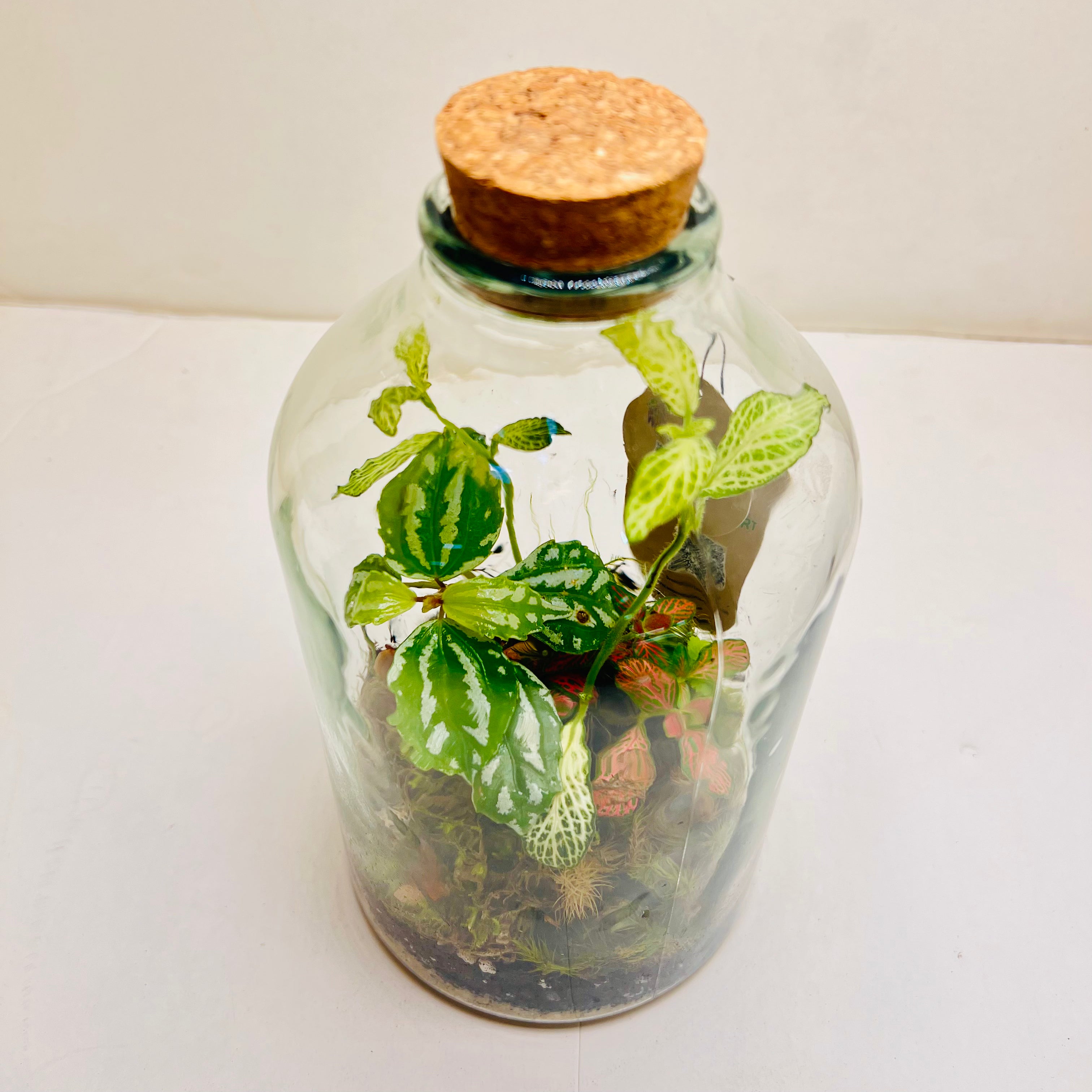 Closed Jar Terrarium with Exotic Plants &amp; Tropical Moss Self-Sustaining Mini Ecosystem