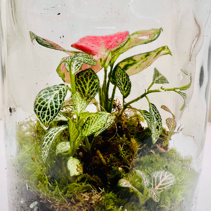 Elegant Closed  Jar Terrarium with Colorfull Fittonia Handcrafted by Wooden Art Gifts LLC