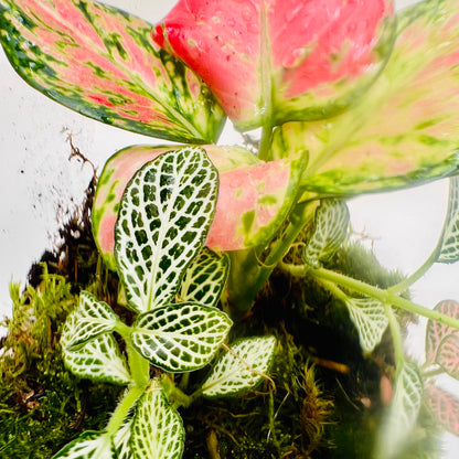 Elegant Closed  Jar Terrarium with Colorfull Fittonia Handcrafted by Wooden Art Gifts LLC