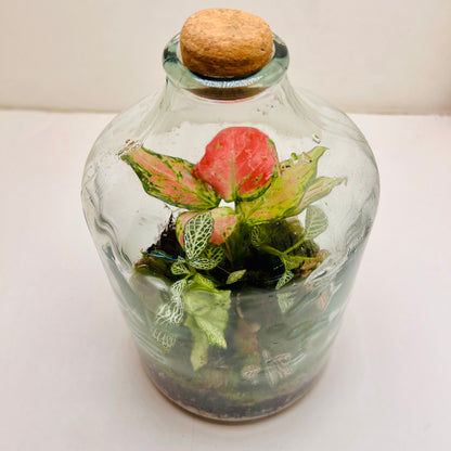 Elegant Closed  Jar Terrarium with Colorfull Fittonia Handcrafted by Wooden Art Gifts LLC