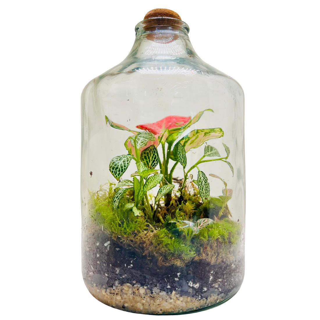 Elegant Closed  Jar Terrarium with Colorfull Fittonia Handcrafted by Wooden Art Gifts LLC