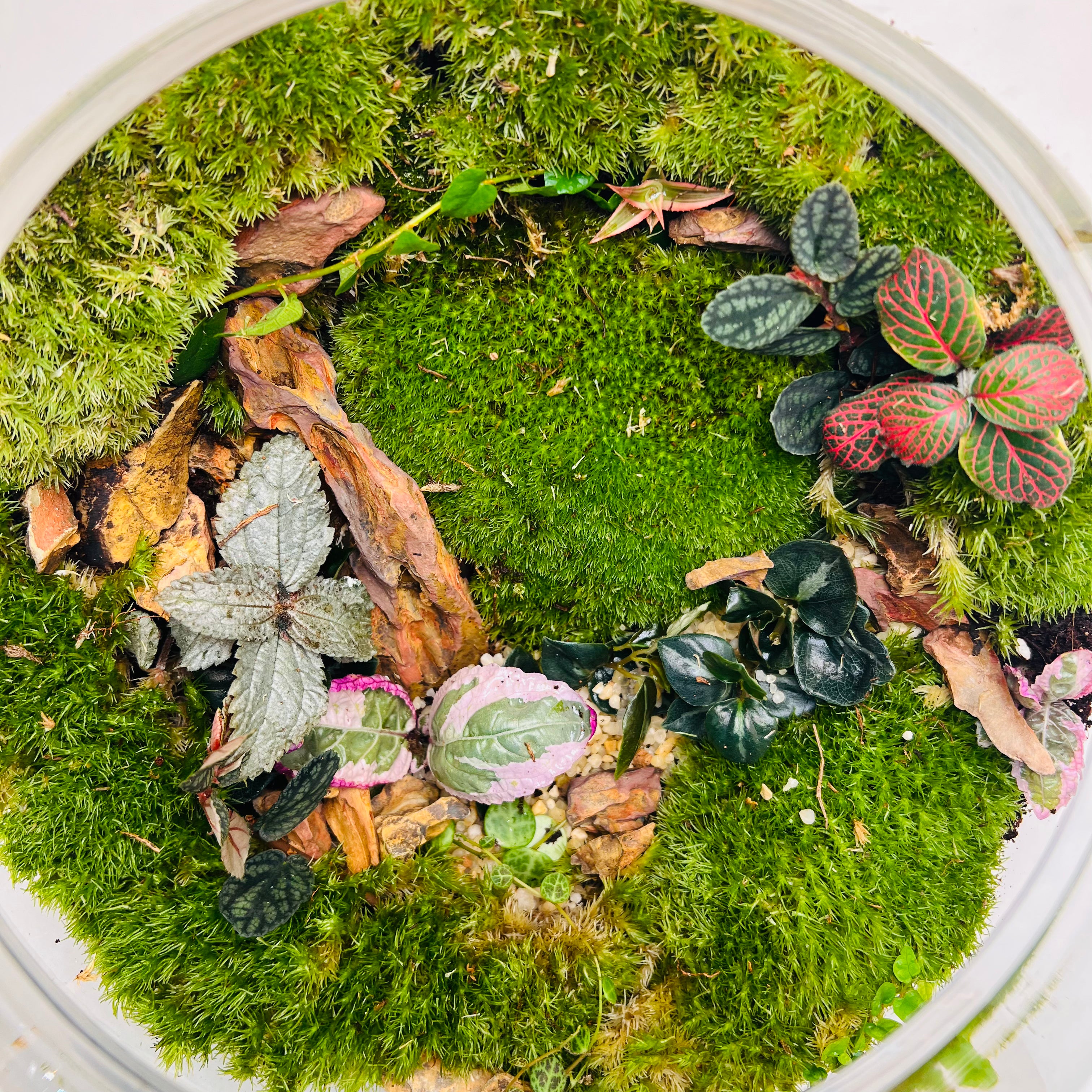 Green Serenity Forest Bowl Terrarium – A Living Circle of Nature