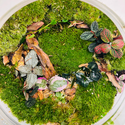 Green Serenity Forest Bowl Terrarium – A Living Circle of Nature