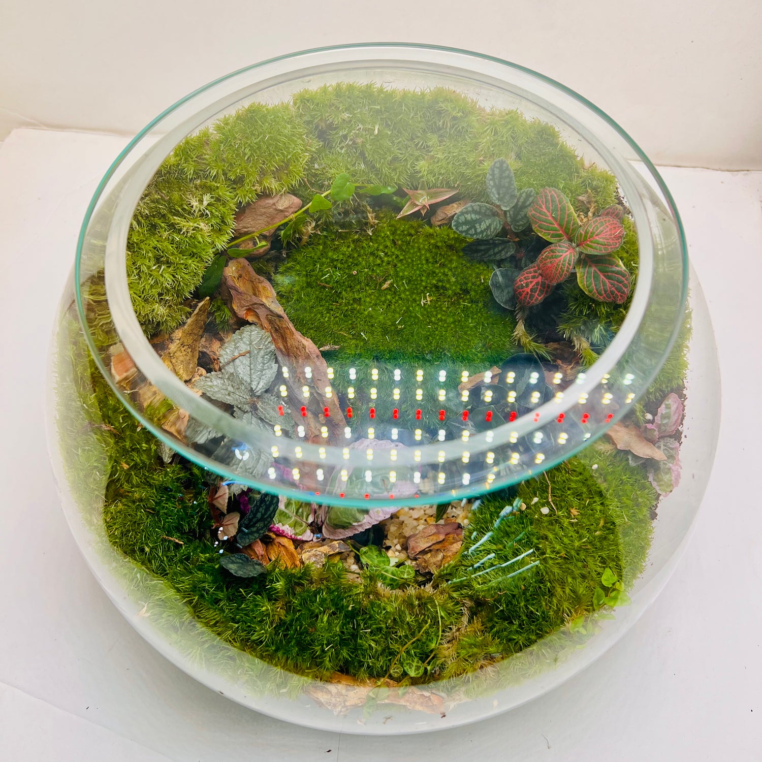 Green Serenity Forest Bowl Terrarium – A Living Circle of Nature
