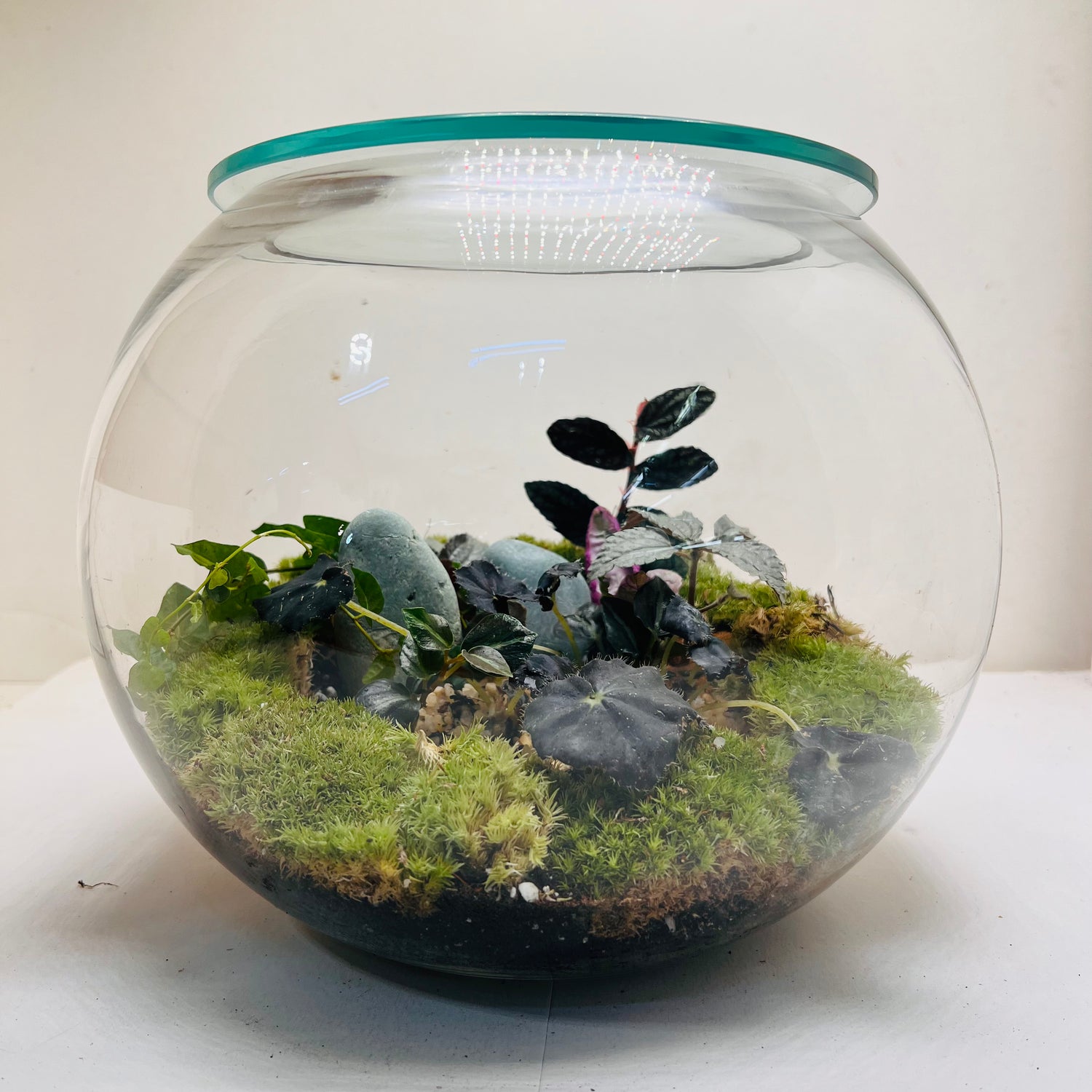 Midnight Moss Forest Bowl Terrarium   A Miniature World of Calm &amp; Luxury