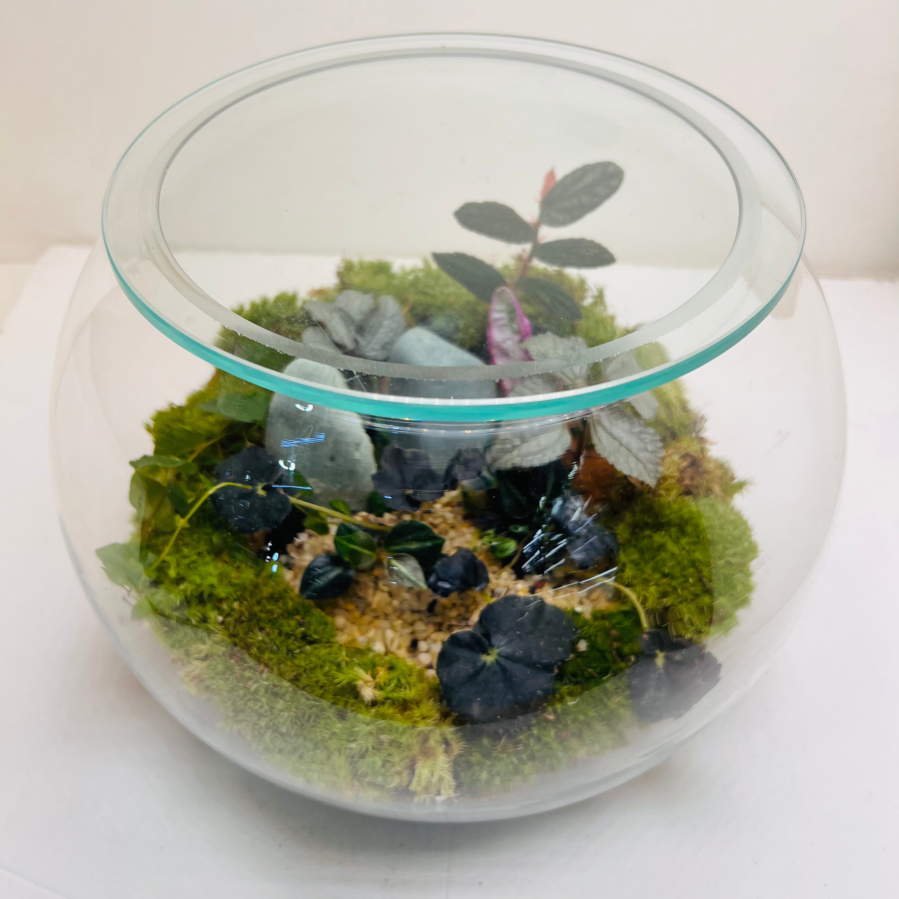 Midnight Moss Forest Bowl Terrarium   A Miniature World of Calm &amp; Luxury