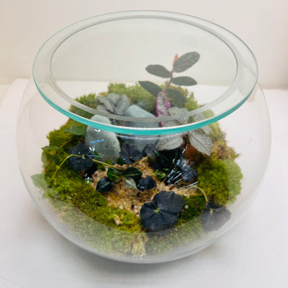 Midnight Moss Forest Bowl Terrarium   A Miniature World of Calm &amp; Luxury