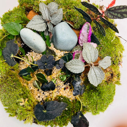 Midnight Moss Forest Bowl Terrarium   A Miniature World of Calm &amp; Luxury