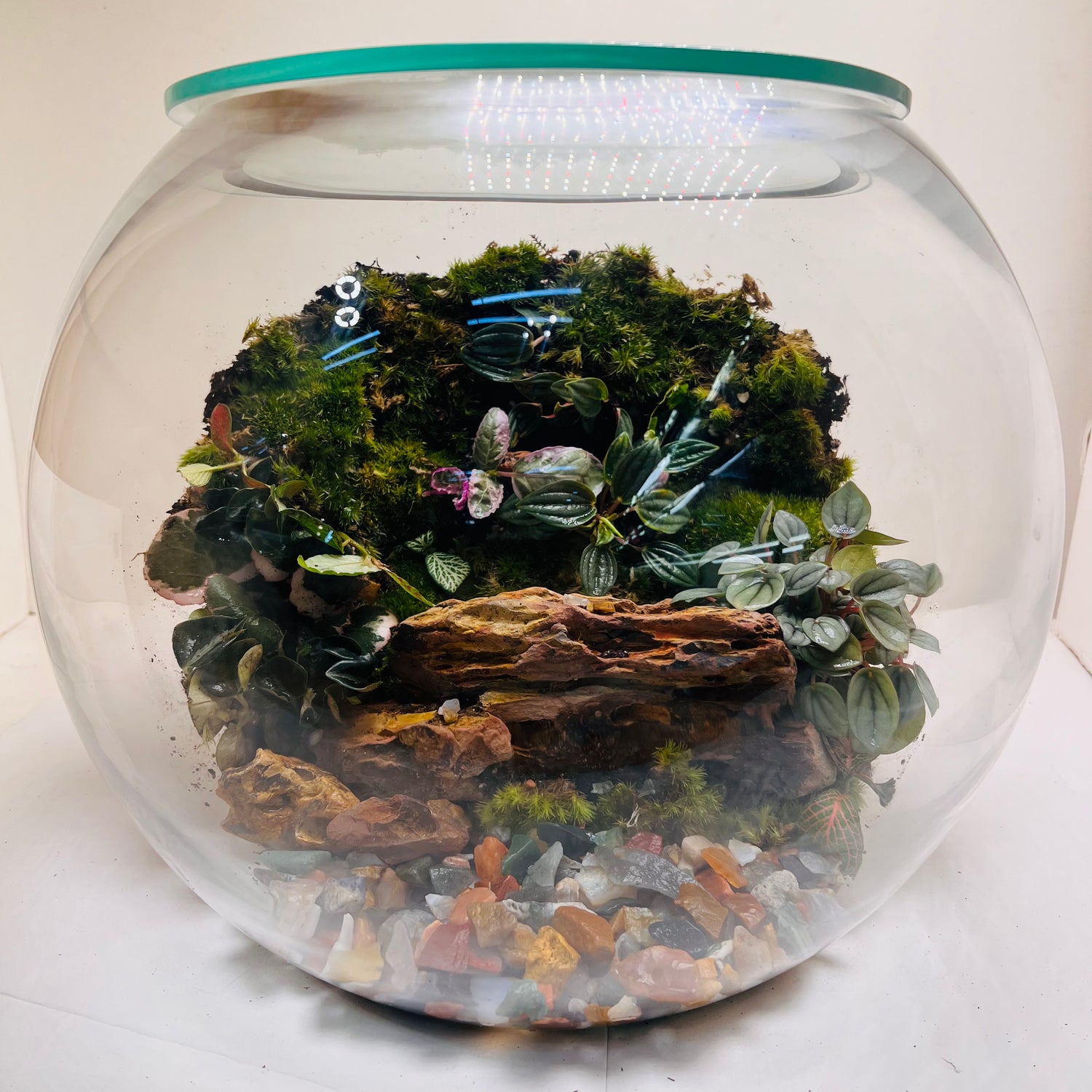 Emerald Harmony Forest Bowl Terrarium – Nature Encapsulated in Art