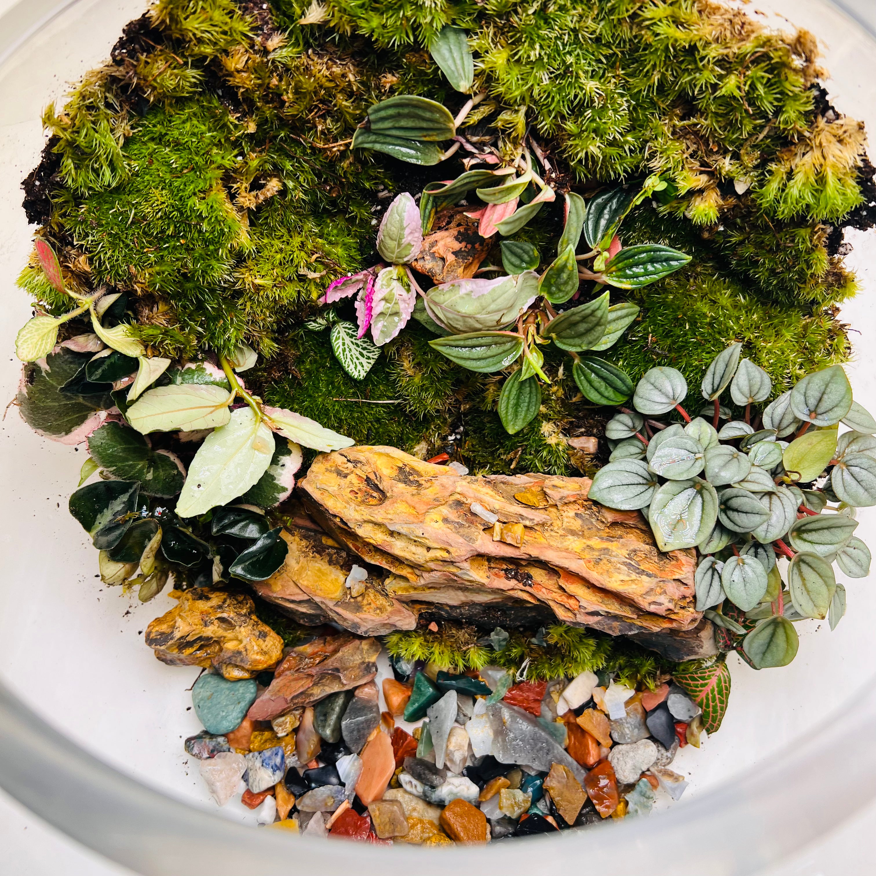 Emerald Harmony Forest Bowl Terrarium – Nature Encapsulated in Art