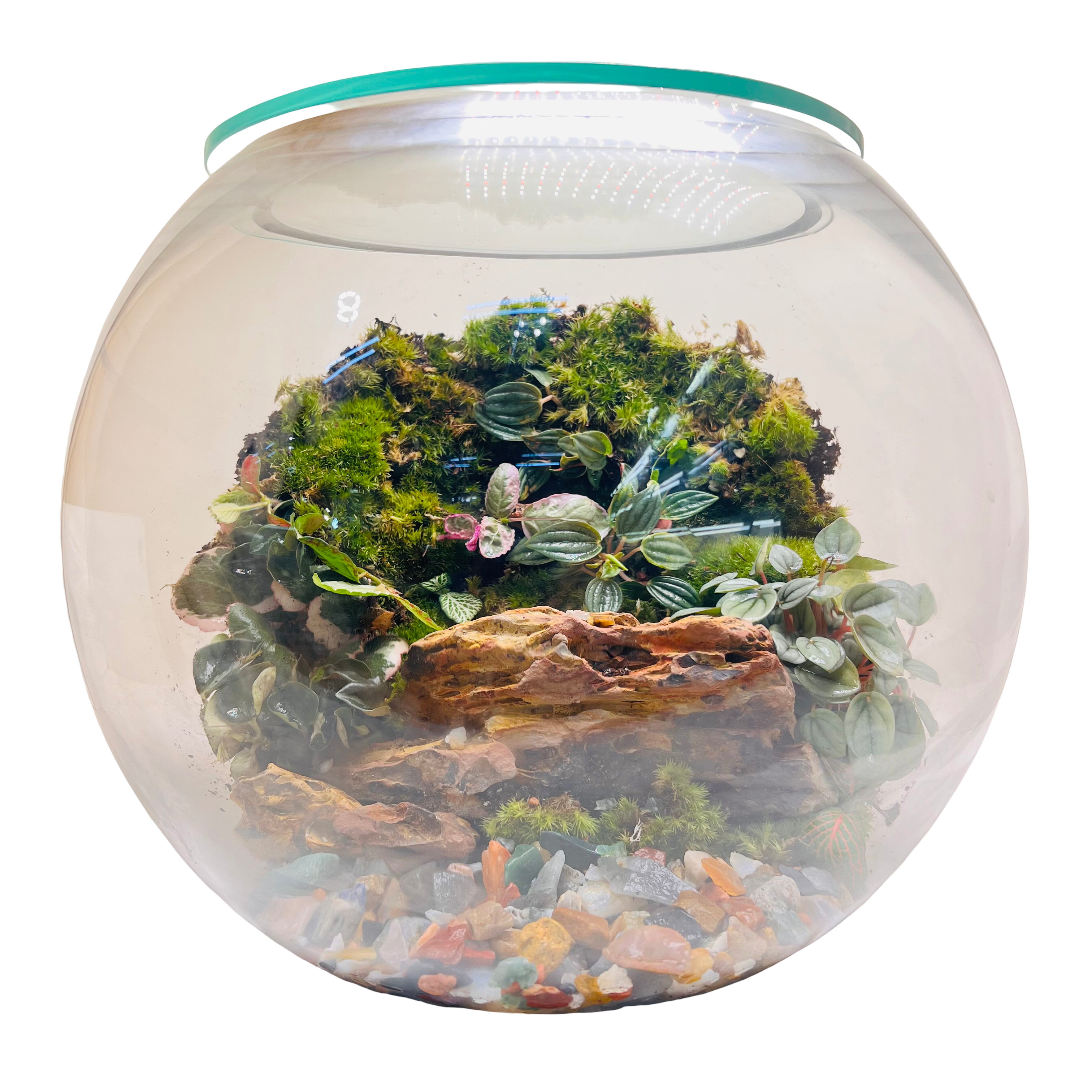 Emerald Harmony Forest Bowl Terrarium – Nature Encapsulated in Art