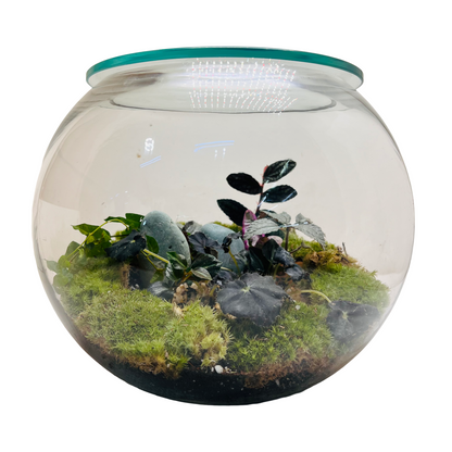 Midnight Moss Forest Bowl Terrarium   A Miniature World of Calm &amp; Luxury