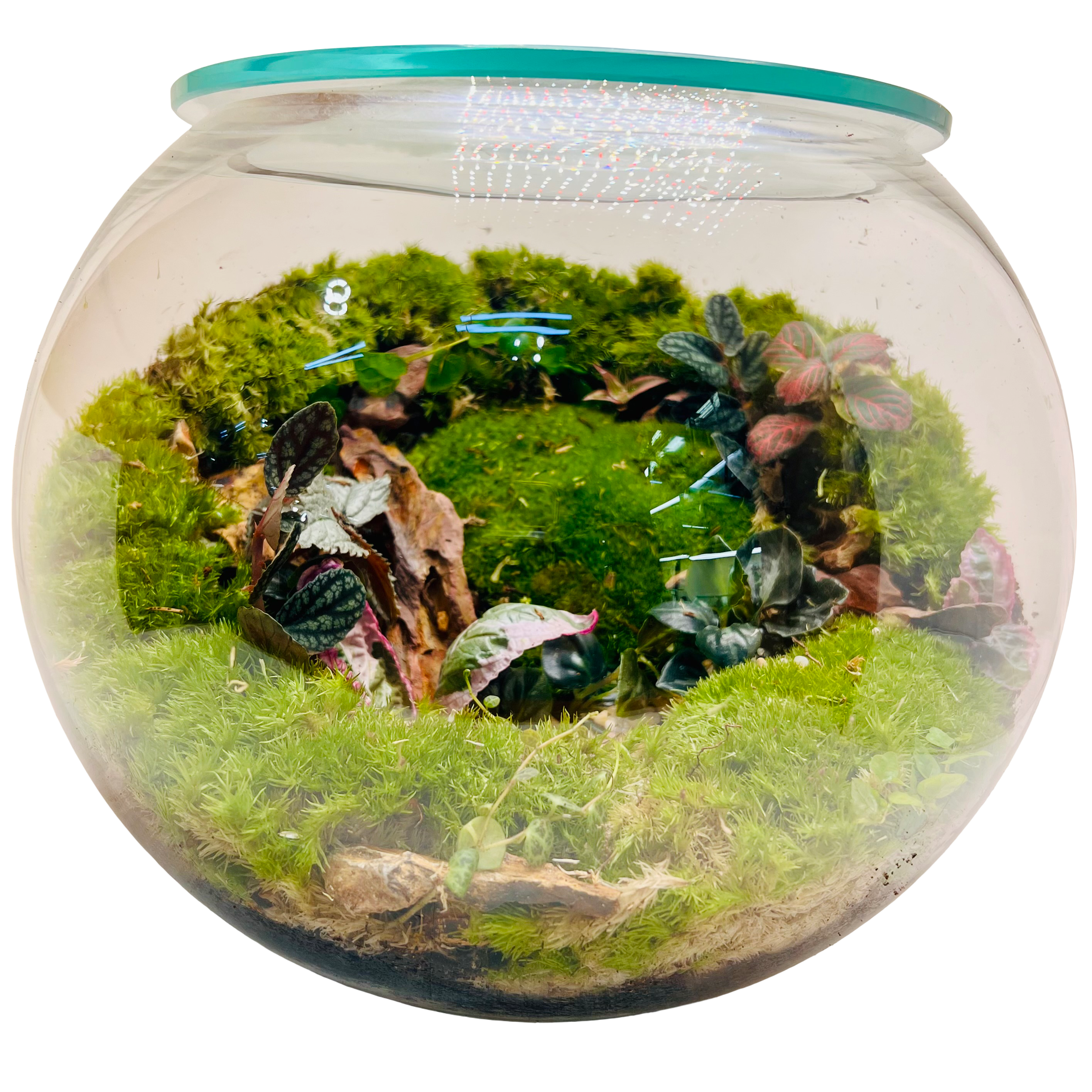 Green Serenity Forest Bowl Terrarium – A Living Circle of Nature