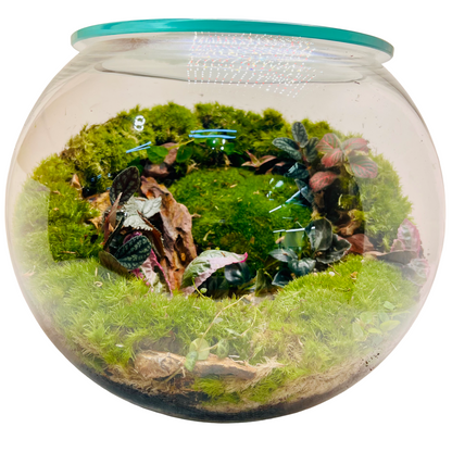 Green Serenity Forest Bowl Terrarium – A Living Circle of Nature