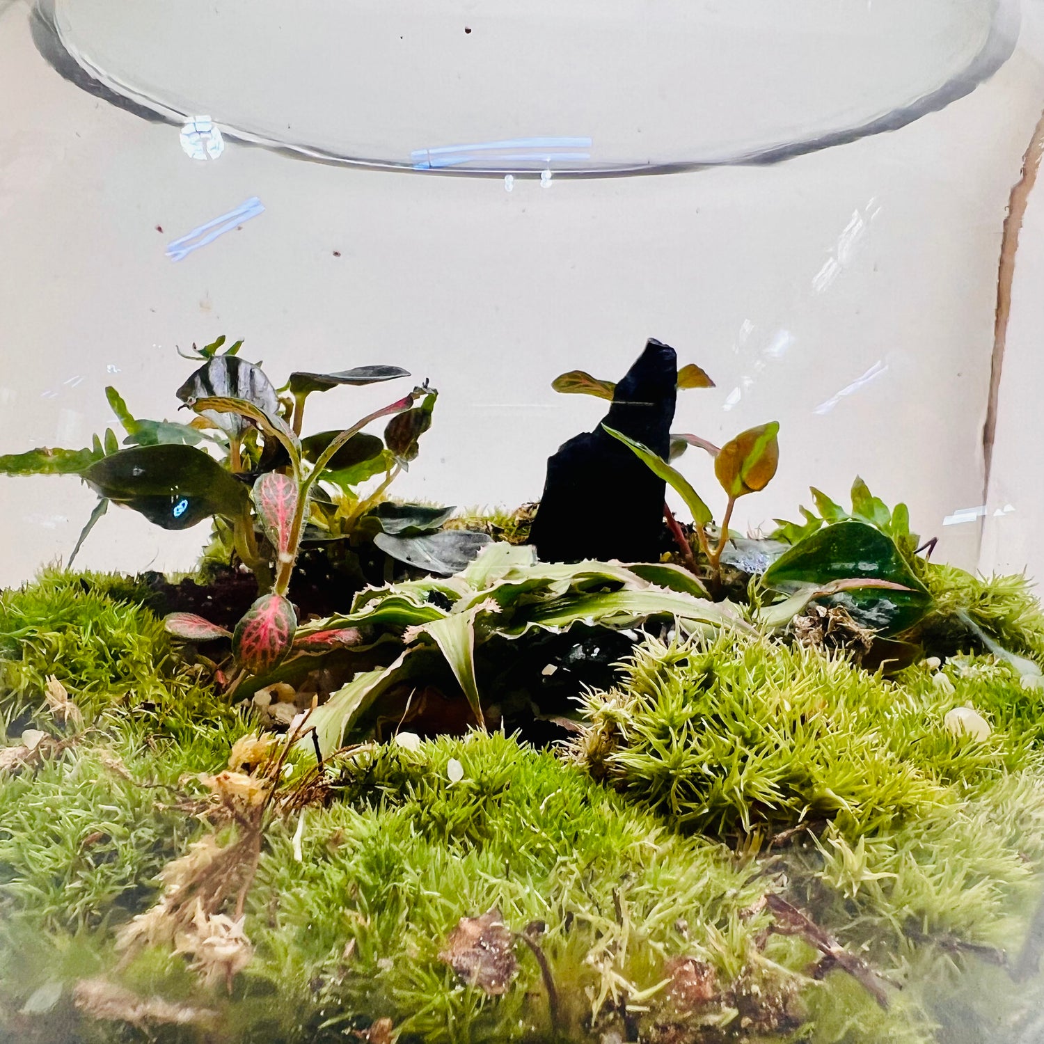 Premium Moss Bowl Terrarium with Fittonia &amp; Tropical Greenery – Handcrafted Natural Mini Ecosystem”