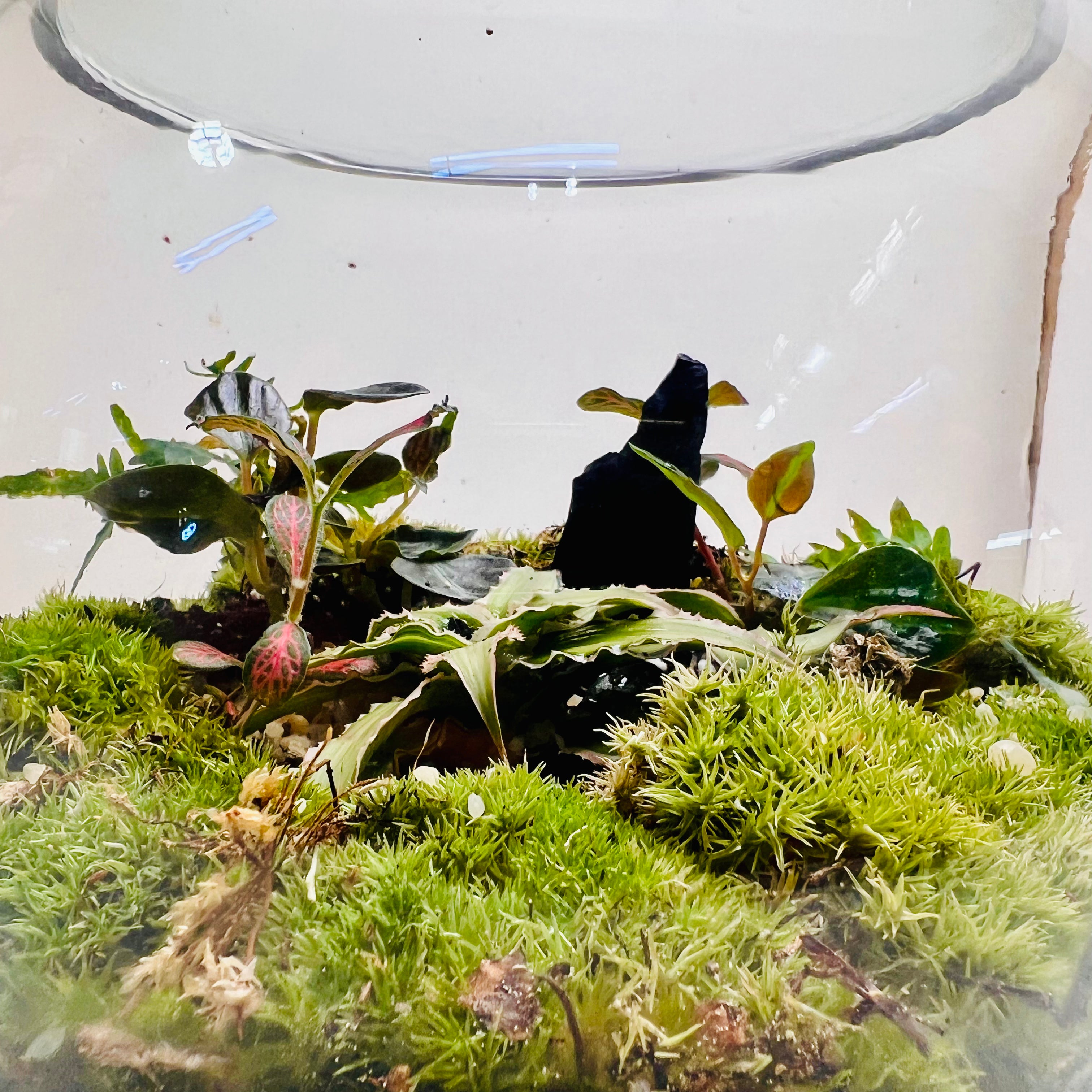 Premium Moss Bowl Terrarium with Fittonia &amp; Tropical Greenery – Handcrafted Natural Mini Ecosystem”