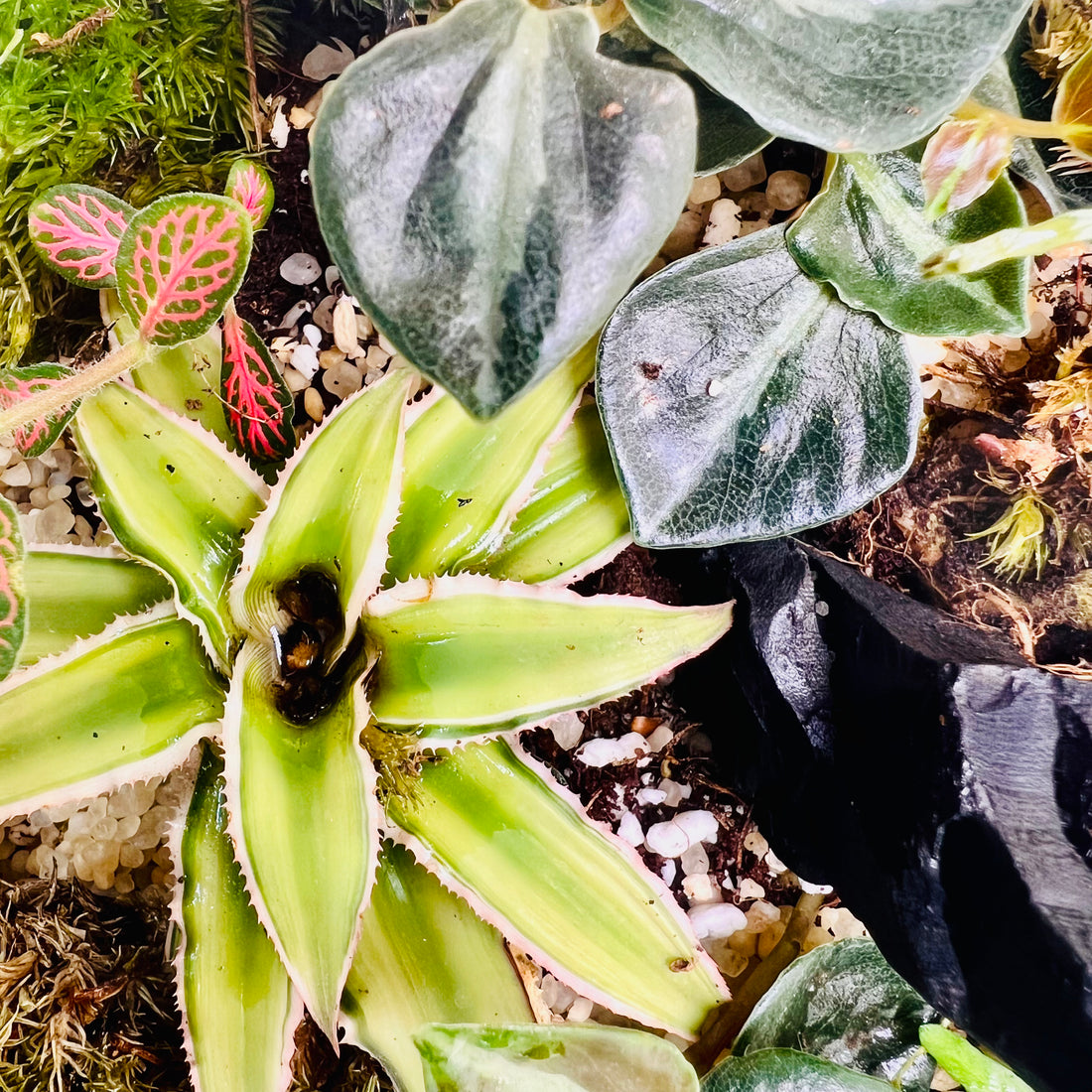 Premium Moss Bowl Terrarium with Fittonia &amp; Tropical Greenery – Handcrafted Natural Mini Ecosystem”