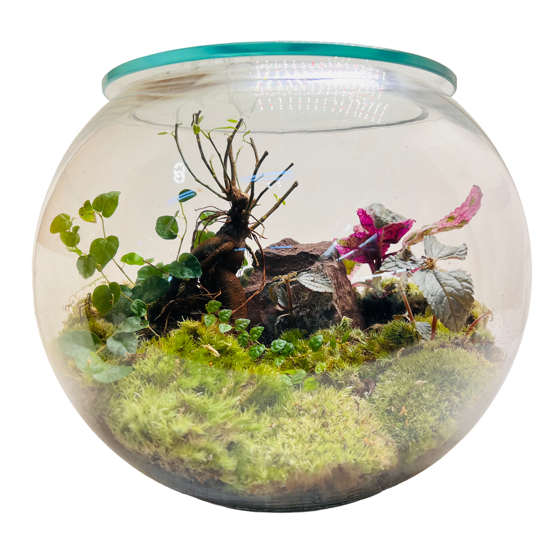 Enchanted Moss Valley Terrarium – A Miniature Forestscape in Glass