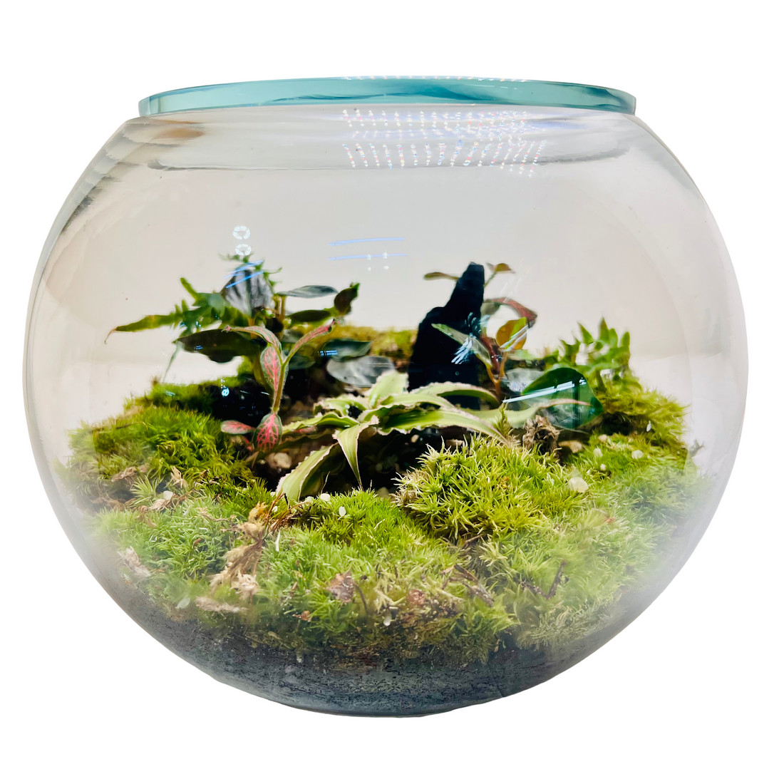 Premium Moss Bowl Terrarium with Fittonia &amp; Tropical Greenery – Handcrafted Natural Mini Ecosystem”