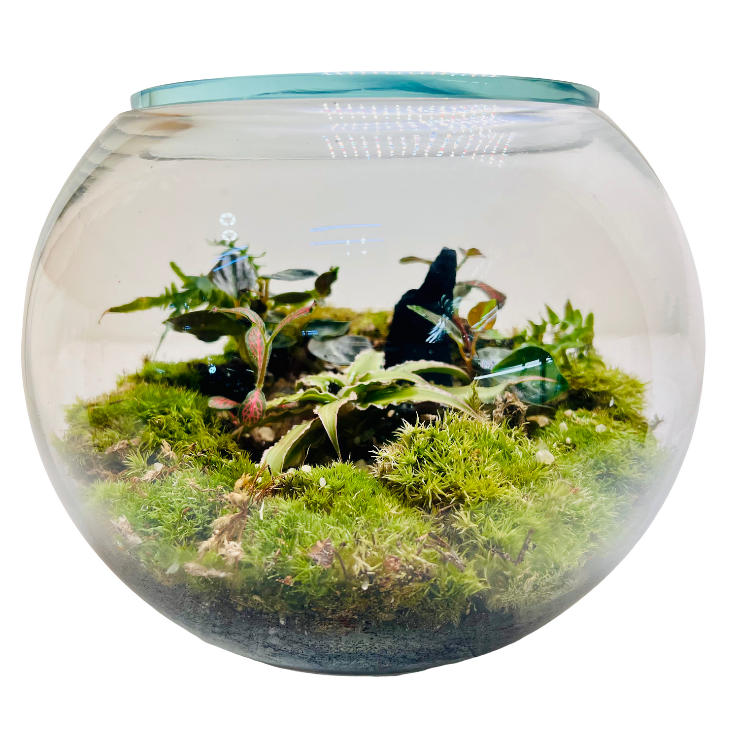 Premium Moss Bowl Terrarium with Fittonia &amp; Tropical Greenery – Handcrafted Natural Mini Ecosystem”