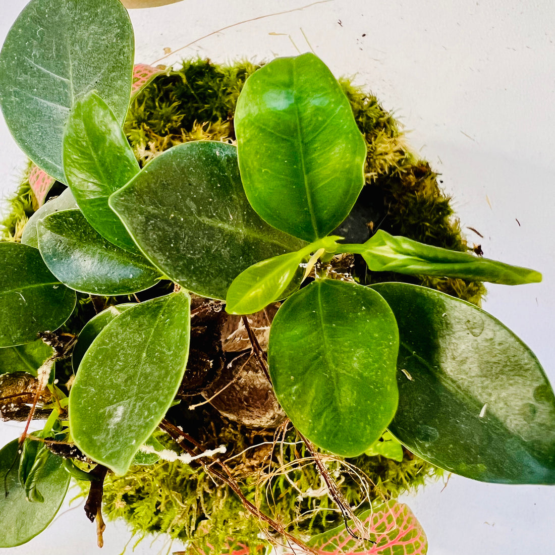 Jar Shape Terrarium with Bonsai &amp; Fern Miniature Green World in Glass Height: 28cmWidth: 15cm