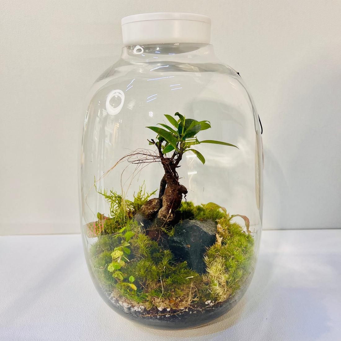 Jar Shape Terrarium with Bonsai &amp; Fern Miniature Green World in Glass Height: 28cmWidth: 15cm