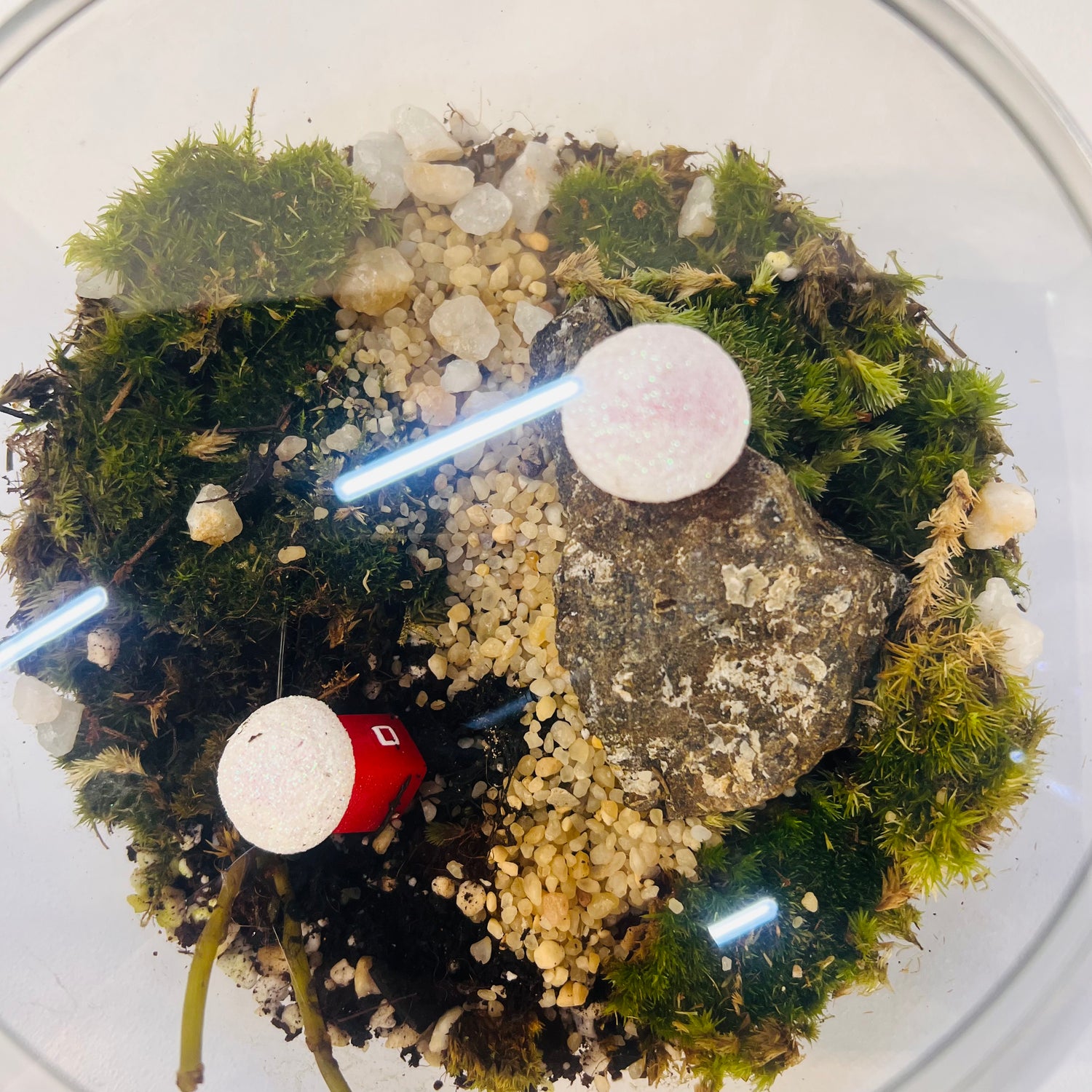 Enchanting Mini Forest Bowl Terrarium -Special For this Christmas 🎅 Hieght : 16cm Width : 17cm