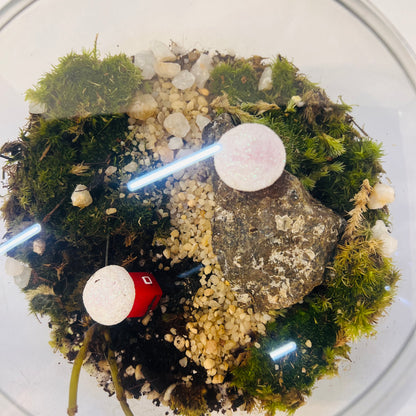 Enchanting Mini Forest Bowl Terrarium -Special For this Christmas 🎅 Hieght : 16cm Width : 17cm