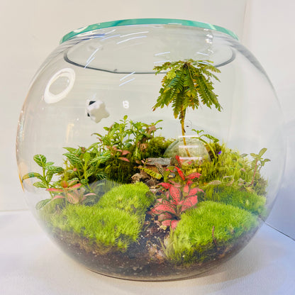 Jungle inside the Glass Bowl Terrarium  Handcrafted Mini Garden with Moss, Fittonia &amp; Red House Décor height 32cm width 30 cm