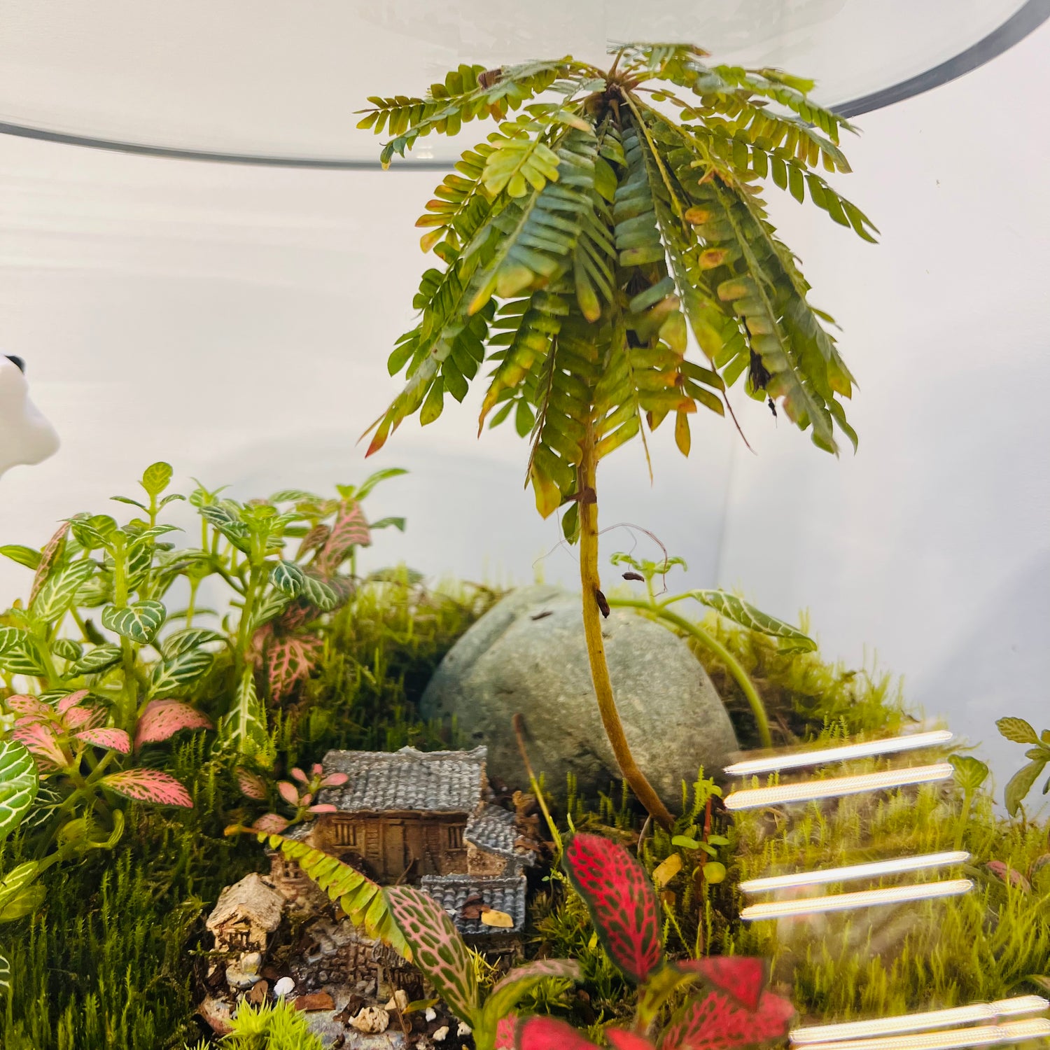 Jungle inside the Glass Bowl Terrarium  Handcrafted Mini Garden with Moss, Fittonia &amp; Red House Décor height 32cm width 30 cm