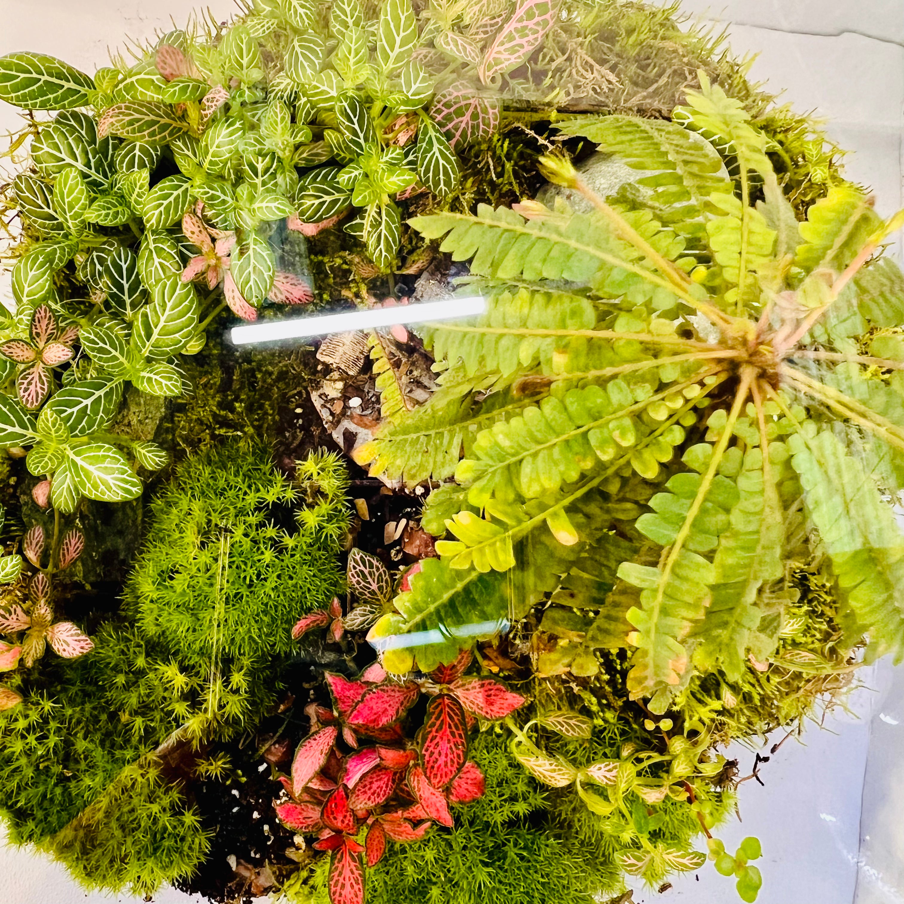 Jungle inside the Glass Bowl Terrarium  Handcrafted Mini Garden with Moss, Fittonia &amp; Red House Décor height 32cm width 30 cm