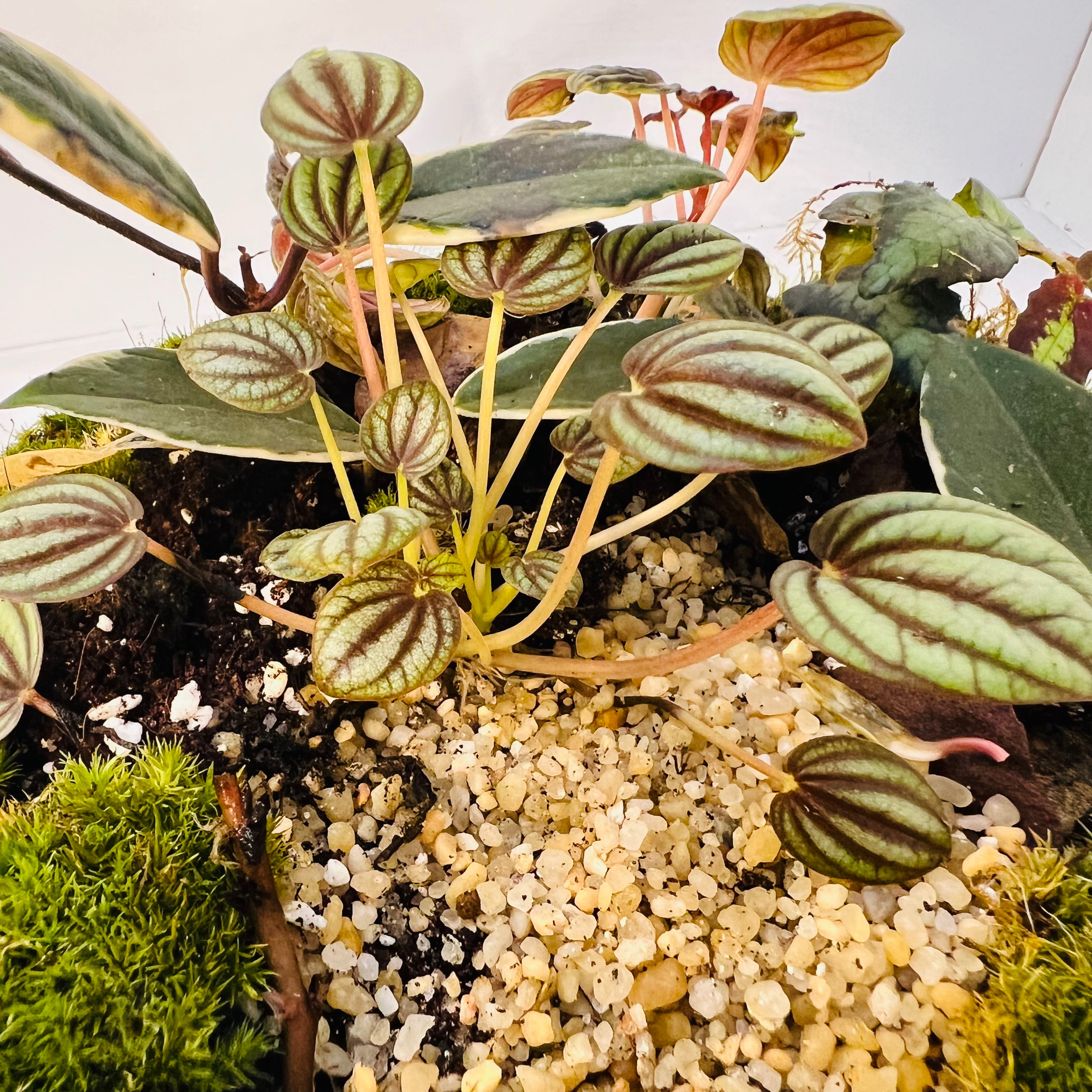 Glass Bowl Terrarium with Peperomia &amp; Moss Self-Sustaining Miniature Ecosystem