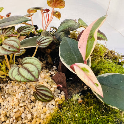 Glass Bowl Terrarium with Peperomia &amp; Moss Self-Sustaining Miniature Ecosystem