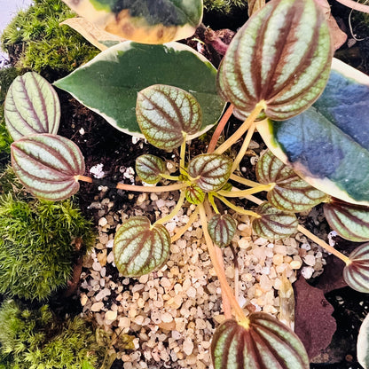 Glass Bowl Terrarium with Peperomia &amp; Moss Self-Sustaining Miniature Ecosystem
