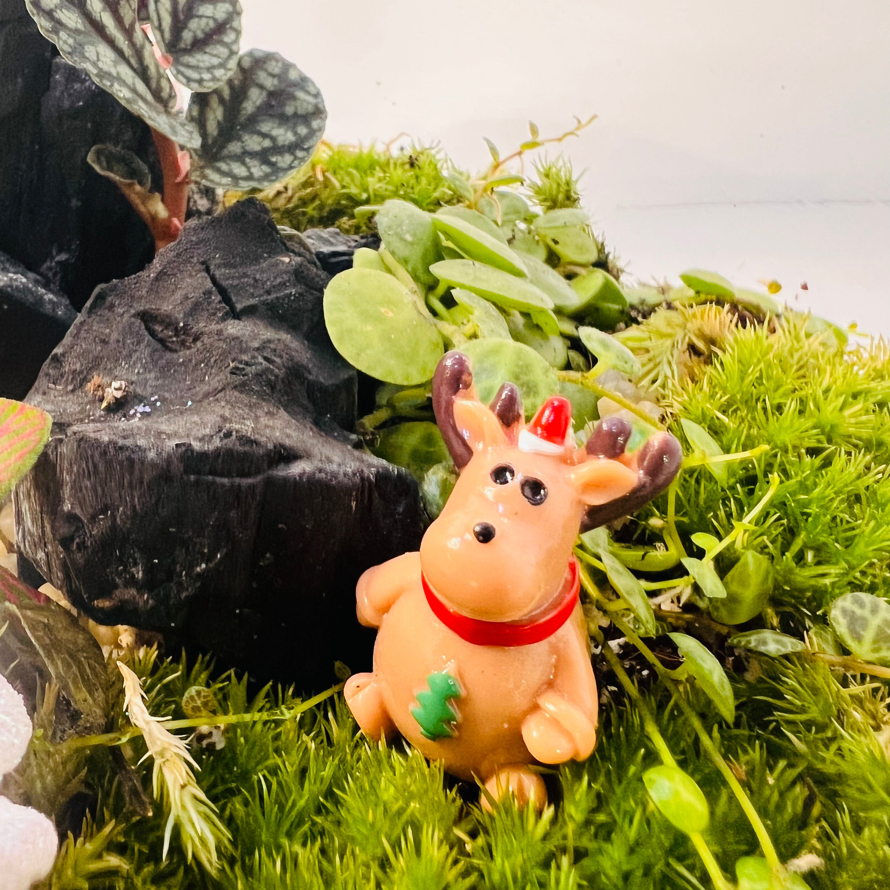 HouseChristmas Wonderland Moss Terrarium – Festive Mini Landscape with Live Plants, Reindeer &amp; Snowy Hieght 16cm Width 15cm