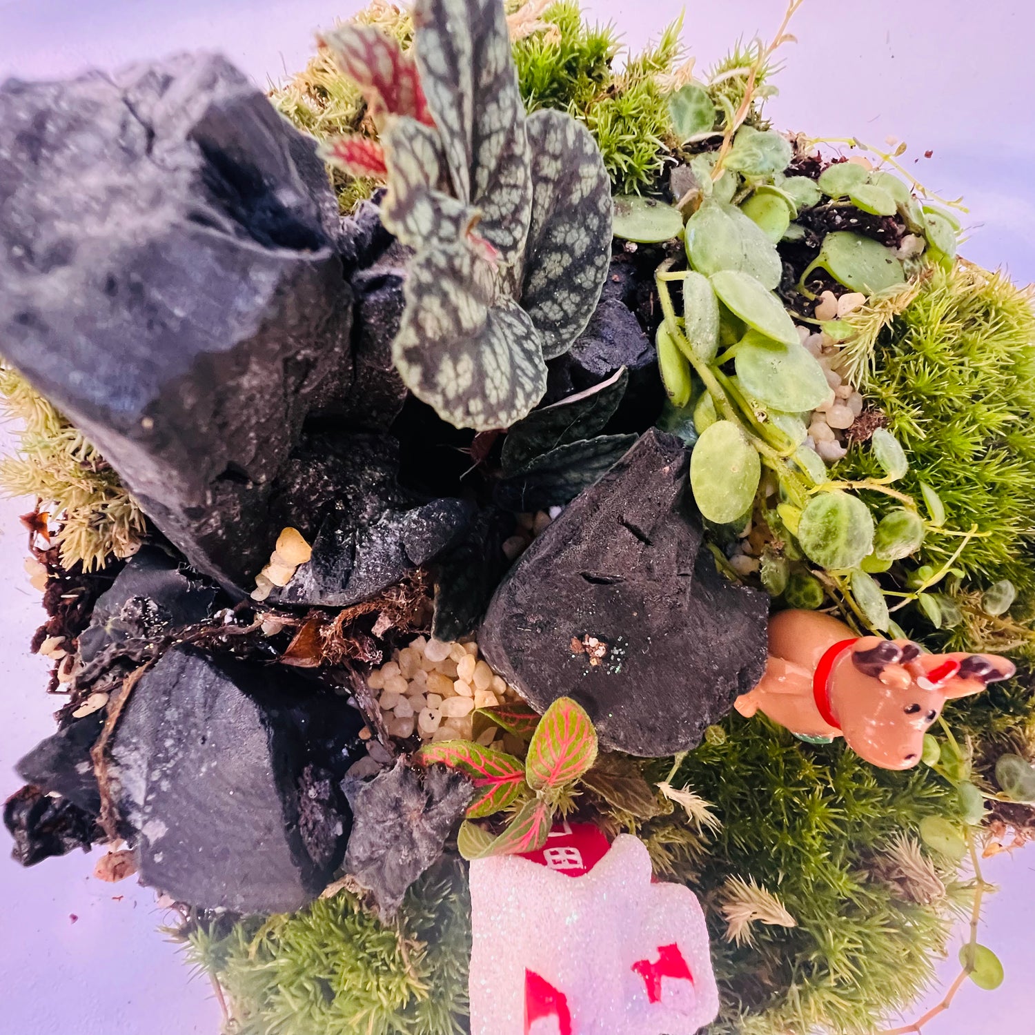 HouseChristmas Wonderland Moss Terrarium – Festive Mini Landscape with Live Plants, Reindeer &amp; Snowy Hieght 16cm Width 15cm