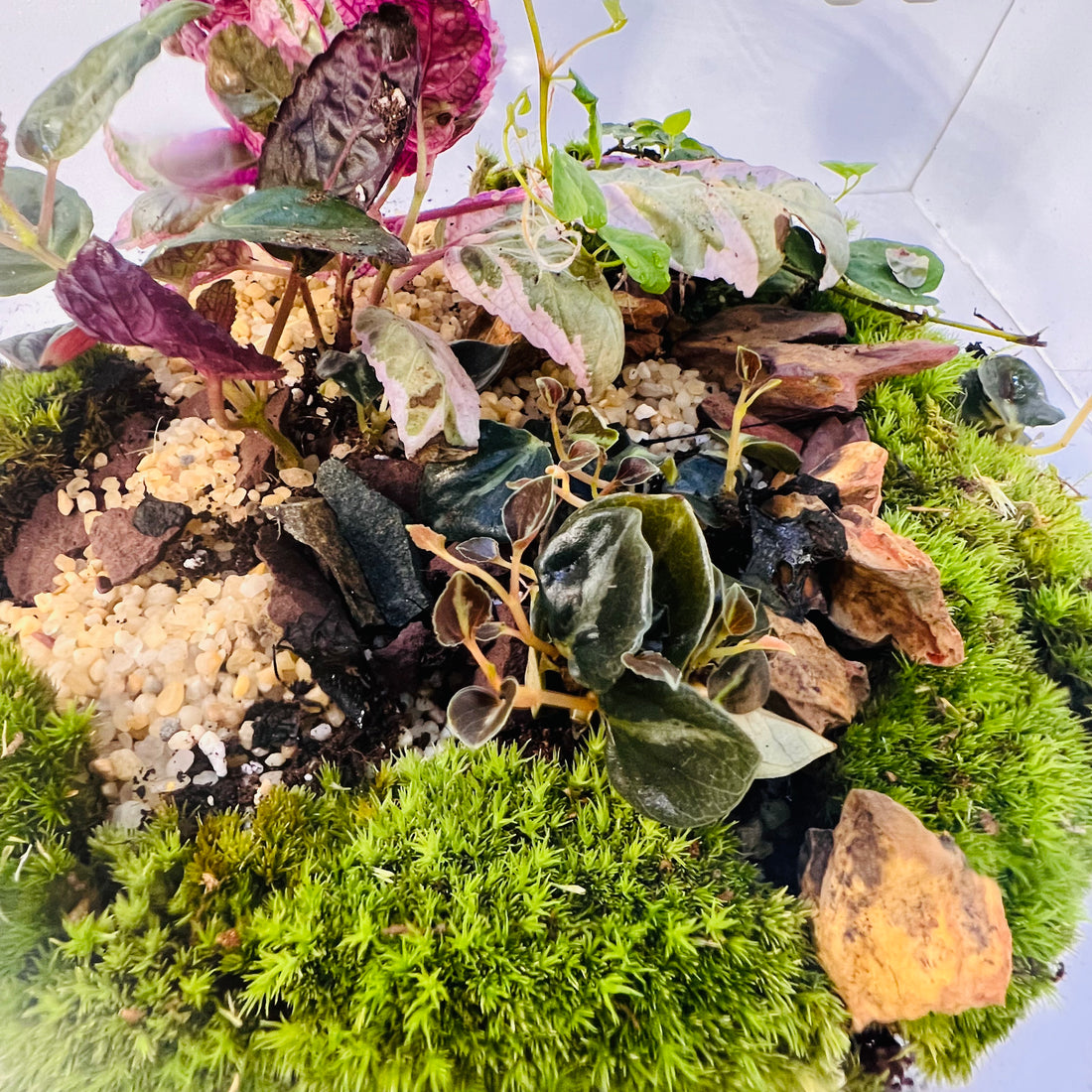 Natural Glass Ecosystem Terrarium with plants &amp; Tropical Greenery |Hieght : 25cm Width : 25cm