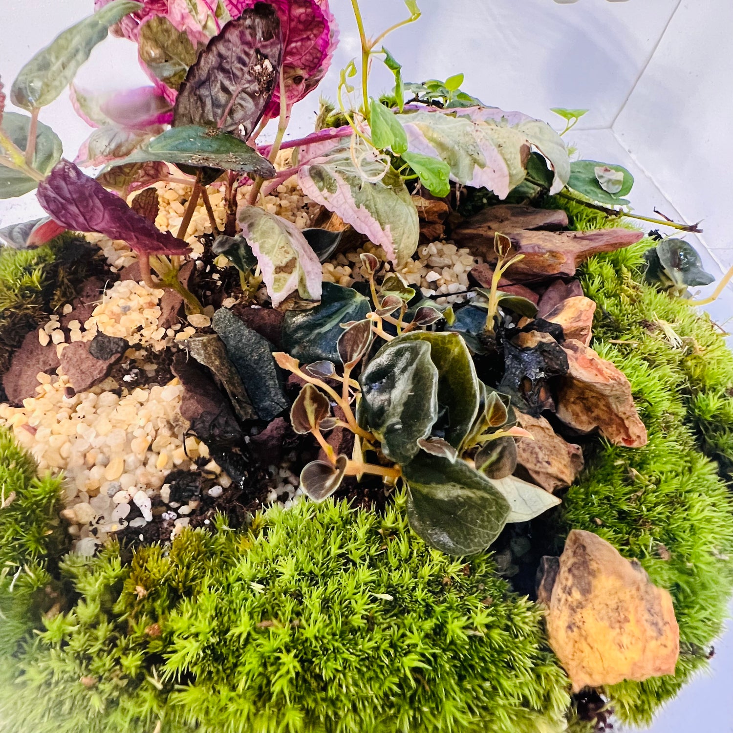 Natural Glass Ecosystem Terrarium with plants &amp; Tropical Greenery |Hieght : 25cm Width : 25cm