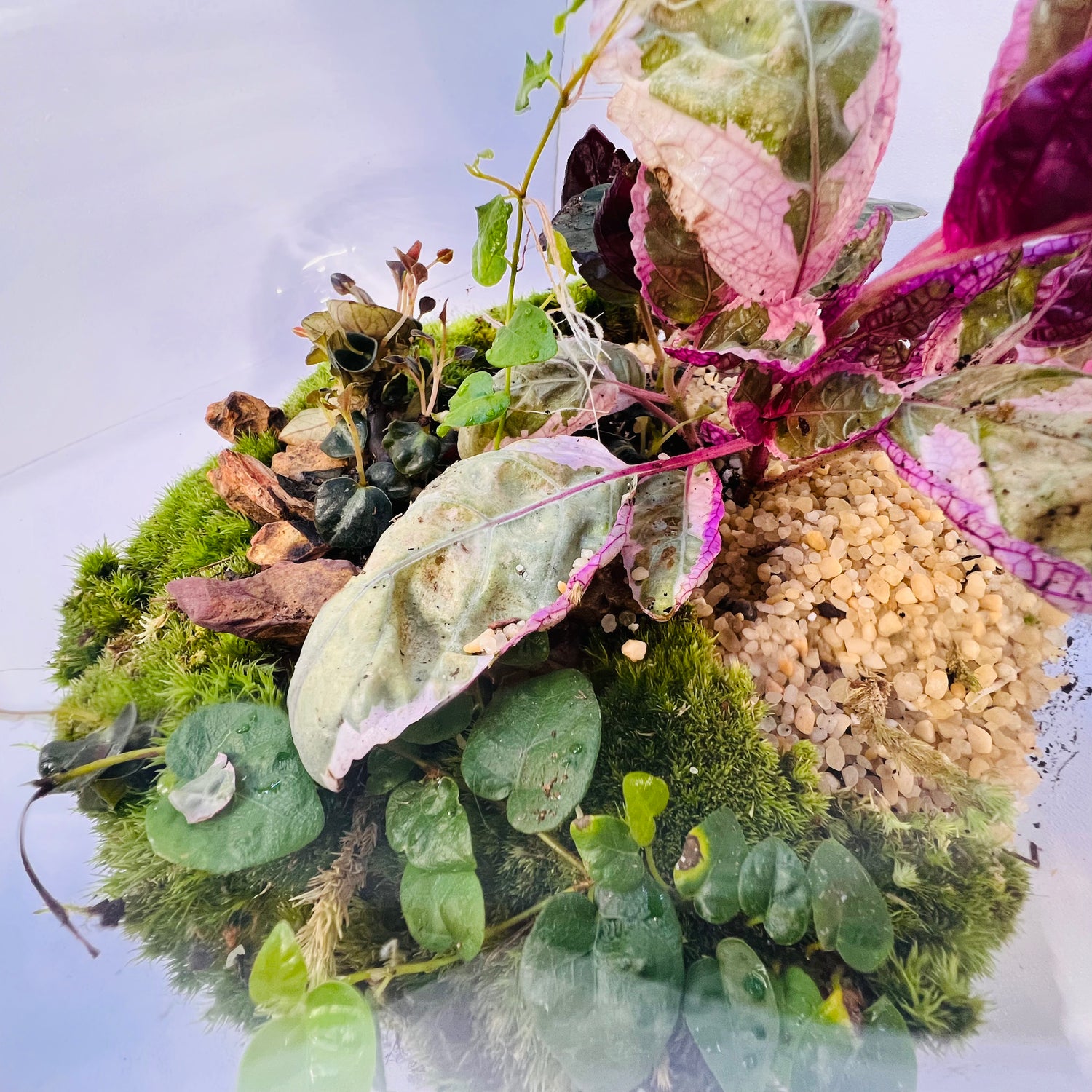 Natural Glass Ecosystem Terrarium with plants &amp; Tropical Greenery |Hieght : 25cm Width : 25cm