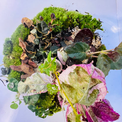 Natural Glass Ecosystem Terrarium with plants &amp; Tropical Greenery |Hieght : 25cm Width : 25cm