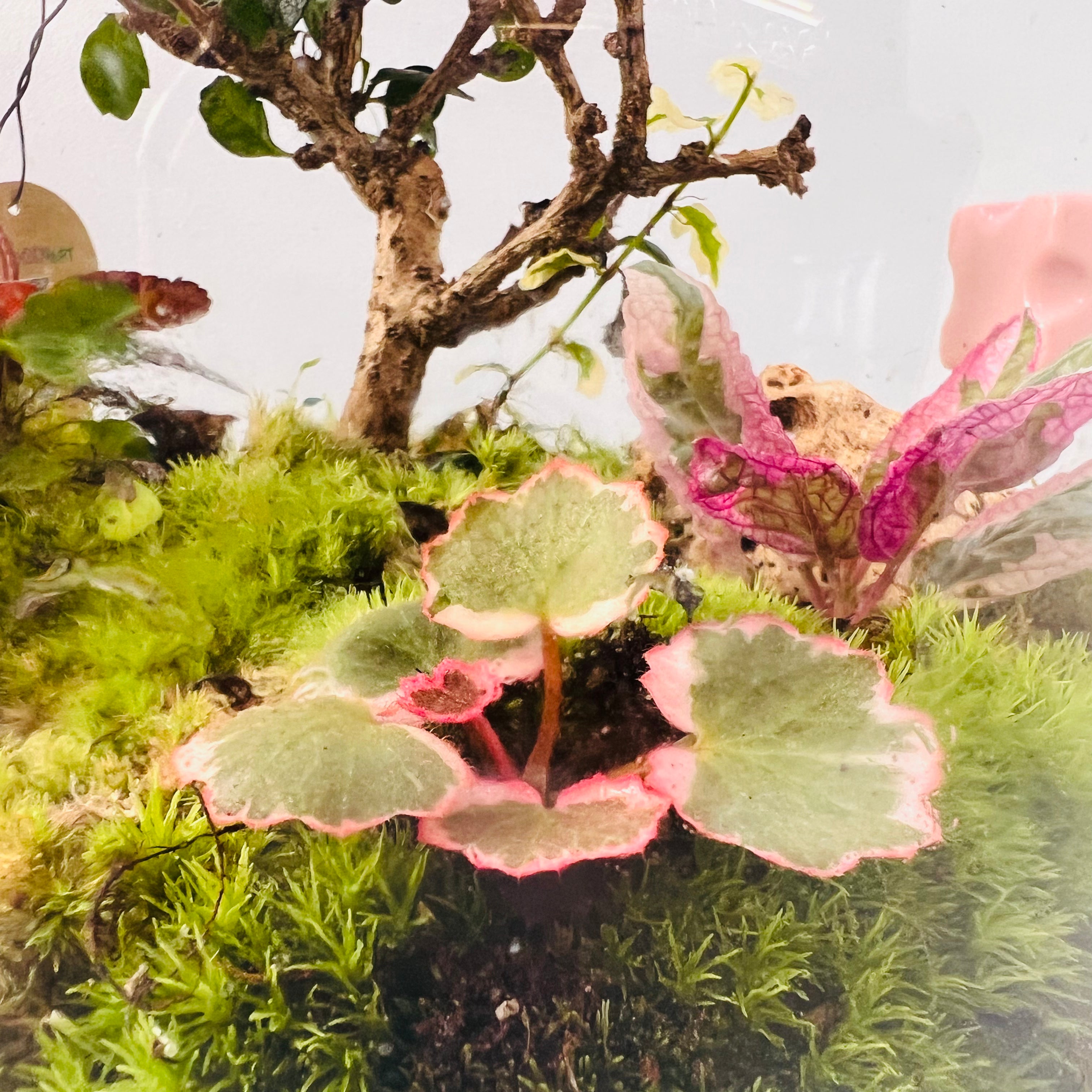 Nature In A Dome  Handcrafted Mini Jungel Terrariume Height:   30cmWidth:    25cm