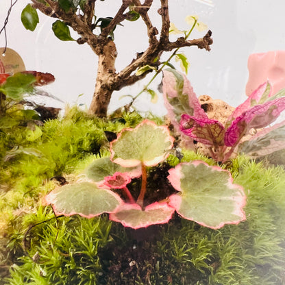 Nature In A Dome  Handcrafted Mini Jungel Terrariume Height:   30cmWidth:    25cm
