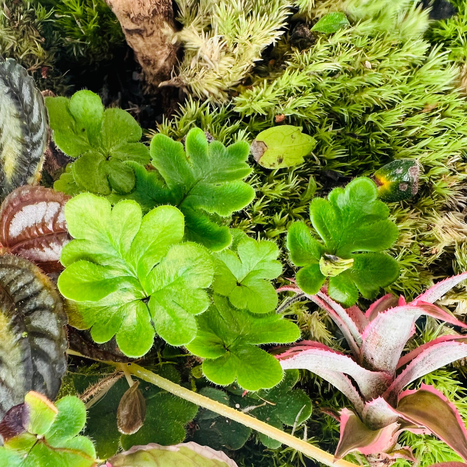 Nature In A Dome  Handcrafted Mini Jungel Terrariume Height:   30cmWidth:    25cm