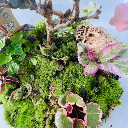 Nature In A Dome  Handcrafted Mini Jungel Terrariume Height:   30cmWidth:    25cm